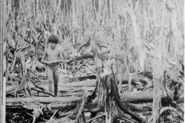 Chất độc da cam/dioxin mà Mỹ rải xuống miền Nam Việt Nam hủy diệt môi trường sống và cây trồng nơi đây, để lại hậu quả đến tận ngày nay. (Ảnh: Tư liệu TTXVN) 