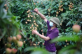 Chăm sóc vải chín sớm xuất Nhật tại 1 hộ gia đình ở xã Phúc Hoà, huyện Tân Yên, Bắc Giang. (Ảnh: Danh Lam/TTXVN) 