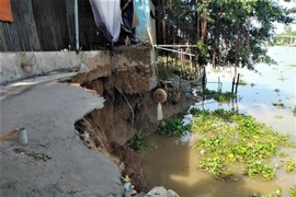 Đoạn sạt lở dài 20m dọc rạch Ông Chưởng, xã Long Kiến, ăn sâu vào móng 1 căn nhà của người dân. (Ảnh: Thanh Sang/TTXVN) 