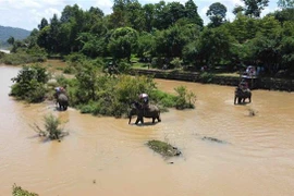 Hội voi Buôn Đôn năm nay không tổ chức thi voi chạy, voi bơi, voi đá bóng hoặc thi kéo co giữa voi với người. (Ảnh: Vũ Sinh/TTXVN)