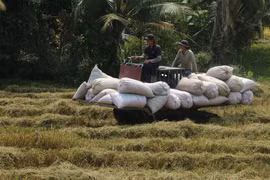 Thu hoạch lúa tại Gò Công, Tiền Giang. (Ảnh: TTXVN) 