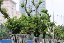 [Video] Dựng hàng rào sắt kiên cố bảo vệ cây gỗ sưa tiền tỷ