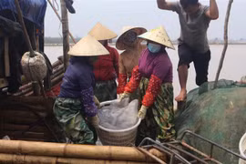 Sứa được tiêu thương thu mua ngay trên bè, mảng với giá 25.000-30.000 đồng/con. (Ảnh: Trịnh Duy Hưng/TTXVN)