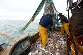 Ngư dân đánh bắt cá ở ngoài khơi bờ biển phía Đông Nam Anh ngày 12/10/2020. (Nguồn: AFP/TTXVN) 