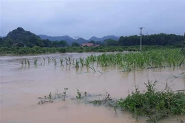Mưa bão gây ngập úng rau màu của người dân. (Ảnh: TTXVN phát) 