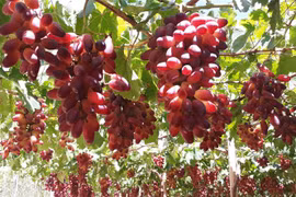 Một vườn nho ở Ninh Thuận. (Ảnh: Nguyễn Thành/TTXVN) 