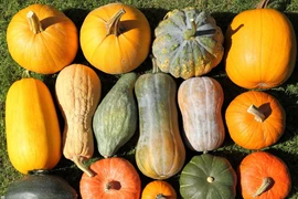 Bí ngô được gọi là siêu thực phẩm vì có nhiều lợi ích cho sức khỏe. (Nguồn: Shutterstock)