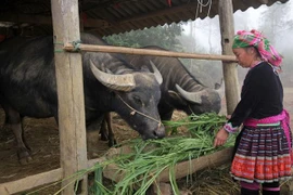 Người dân bản Phìn Chải, xã Giang Ma, huyện Tam Đường (Lai Châu) chủ động trồng cỏ thêm nguồn thức ăn xanh, chống rét cho gia súc trong mùa Đông. (Ảnh: Nguyễn Oanh/TTXVN) 