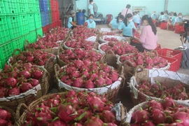 Sơ chế thanh long xuất khẩu. (Ảnh: Minh Trí/TTXVN) 