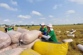 ​Thu mua lúa trên cánh đồng liên kết phục vụ xuất khẩu ở huyện Thoại Sơn, tỉnh An Giang. (Ảnh: Công Mạo/TTXVN)