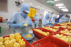Chế biến sản phẩm dứa đóng hộp tại nhà máy của Công ty CP xuất nhập khẩu nông sản An Giang. (Ảnh: Vũ Sinh/TTXVN) 