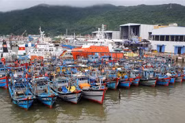 Tàu thuyền của ngư dân miền Trung được neo đậu tránh bão số 6 tại Âu thuyền Thọ Quang. (Ảnh: Trần Lê Lâm/TTXVN) 
