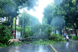 Cành cây trước nhà số 25 Quang Trung (Hà Nội) gãy, rơi chắn ngang đường. (Ảnh: Hoàng Hiếu/TTXVN)