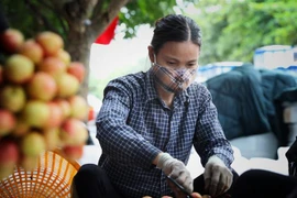 Điểm thu mua và sơ chế vải sớm tại xã Phượng Sơn, huyện Lục Ngạn (Bắc Giang). (Ảnh: Danh Lam/TTXVN) 