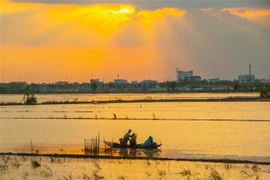 Đánh bắt cá tại cánh đồng ngập lũ cuối mùa ở huyện Vị Thủy, tỉnh Hậu Giang. (Ảnh: Duy Khương/TTXVN) 
