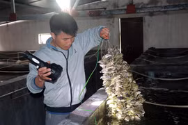 Kiểm tra quá trình phát triển của hàu giống tại cơ sở sản xuất giống ở huyện ven biển Giao Thủy, tỉnh Nam Định. (Ảnh: Văn Đạt/TTXVN) 