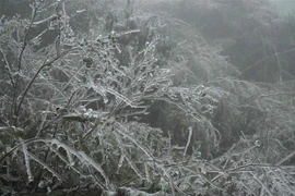 Băng giá phủ kín đỉnh núi Phịa Oắc, xã Thành Công, huyện Nguyên Bình, tỉnh Cao Bằng. (Ảnh: Chu Hiệu/TTXVN) 