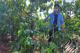 Nhờ nguồn vốn vay từ Đề án cho vay tiêu dùng, anh Nguyễn Văn Lương (xã Đăk Ngọc, huyện Đăk Hà, tỉnh Kon Tum) yên tâm hơn trong lao động, sản xuất. (Ảnh: Dư Toán/TTXVN) 
