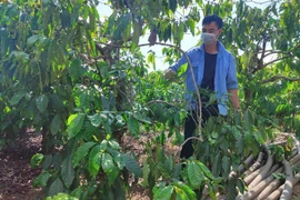 Nhờ nguồn vốn vay từ Đề án cho vay tiêu dùng, anh Nguyễn Văn Lương (xã Đăk Ngọc, huyện Đăk Hà, tỉnh Kon Tum) yên tâm hơn trong lao động, sản xuất. (Ảnh: Dư Toán/TTXVN) 