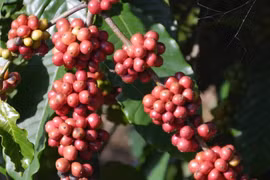 Thủ phủ càphê vào chính vụ