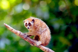 Hình ảnh Sơn La thả động vật hoang dã về với môi trường tự nhiên