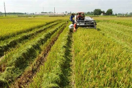 Nông dân xã Nghĩa Hương, huyện Quốc Oai tập trung thu hoạch lúa. (Ảnh: Vũ Sinh/TTXVN) 