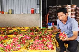 Trái thanh long Chợ Gạo của tỉnh Tiền Giang đã được Cục Sở hữu Trí tuệ cấp bảo hộ nhãn hiệu tập thể. (Ảnh: Hữu Chí/TTXVN)
