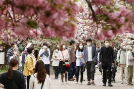 Người dân ngắm hoa anh đào tại Osaka, Nhật Bản. (Ảnh: AFP/TTXVN)