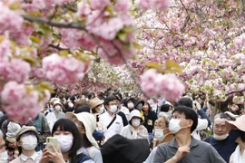 Người dân ngắm hoa anh đào tại Osaka, Nhật Bản. (Ảnh: AFP/TTXVN)