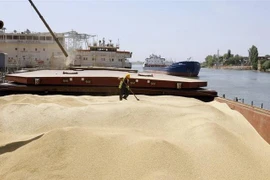 Lúa mỳ chuẩn bị được đưa đi xuất khẩu tại Nga. (Ảnh: ITAR-TASS/TTXVN) 