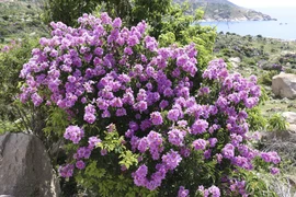 [Photo] Vẻ đẹp nên thơ của rừng hoa bằng lăng ven biển Ninh Thuận