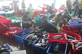 Niềm vui đánh bắt được mùa của nhiều tàu cá đánh bắt xuyên Tết đã trúng vụ cá ngừ sọc dưa, cá thu. (Ảnh: TTXVN phát)