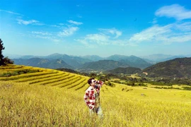 Du khách check-in trên cánh đồng lúa chín vàng rực ở Bình Liêu. (Ảnh: Thanh Vân/TTXVN)