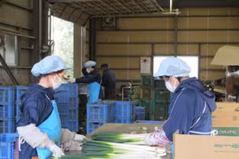 Thực tập sinh Việt Nam tại Công ty Cổ phần Carry System ở tỉnh Ibaraki đeo khẩu trang khi làm việc. (Ảnh: Đào Thanh Tùng/TTXVN) 