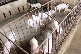 Giá lợn giống cao khiến hộ chăn nuôi tái đàn cầm chừng. (Ảnh: Nguyễn Oanh/TTXVN) 