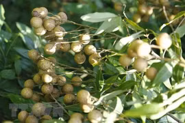 Thu hoạch nhãn. (Ảnh minh họa. Nguồn: TTXVN) 