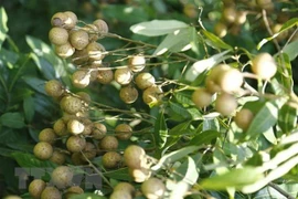 Thu hoạch nhãn. (Ảnh minh họa. Nguồn: TTXVN) 