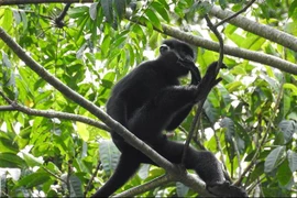 Voọc gáy trắng quý hiếm tại vùng rừng núi tự nhiên thuộc địa bàn bản Cha Ly và Sê Pu, xã Hướng Lập. (Ảnh: Hồ Cầu/TTXVN) 