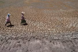 Cảnh khô hạn trên cánh đồng tại Bang Pla Ma, tỉnh Suphanburi, Thái Lan. (Nguồn: AFP/TTXVN) 