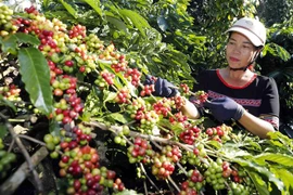 (Ảnh minh họa: Trần Việt/TTXVN) 