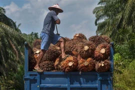 Nông dân thu hoạch cọ tại tỉnh Riau, Indonesia. (Nguồn: AFP/TTXVN) 