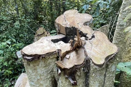 Một gốc cây bằng lăng nằm trong rừng tự nhiên xã Sơn Hội, huyện Sơn Hòa bị chặt hạ. (Ảnh: Tường Quân/TTXVN)