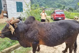 Khi bị nhiễm bệnh, toàn bộ cơ thể của gia súc sẽ nổi nhiều u, cục lớn khiến trâu bò dần kiệt sức và chết. (Ảnh: TTXVN phát) 