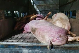 Phương tiện vận chuyển và số heo chết bị tạm giữ. (Ảnh: TTXVN phát) 