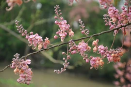 Khung cảnh hoa ô môi nhuộm hồng cả miền quê yên bình ở An Giang