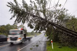 Cây cối bị quật đổ do bão Gabrielle tại Auckland, New Zealand, ngày 14/2/2023. (Ảnh: THX/TTXVN)