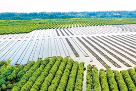 Rừng ngập mặn bàu Cá Cái. (Nguồn: baoquangngai.vn) 