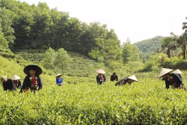 Phát triển vùng sản xuất chè an toàn ở xóm Đồng Tâm, xã Tức Tranh góp phần nâng cao thu nhập và thu hút khách du lịch. (Ảnh: Hoàng Nguyên/TTXVN) 