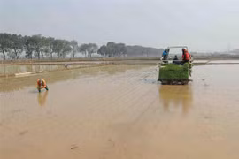 Hợp tác xã dịch vụ nông nghiệp Lai Thường, xã Lai Thường, huyện Thạch Thất, Hà Nội tích cực gieo cấy hơn 70ha lúa vụ Đông Xuân theo đúng khung thời vụ. (Ảnh: Vũ Sinh/TTXVN)
