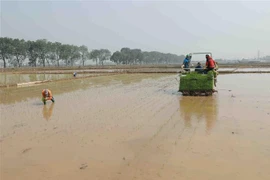 Hợp tác xã dịch vụ nông nghiệp Lai Thường, xã Lai Thường, huyện Thạch Thất, Hà Nội tích cực gieo cấy hơn 70ha lúa vụ Đông Xuân theo đúng khung thời vụ. (Ảnh: Vũ Sinh/TTXVN)